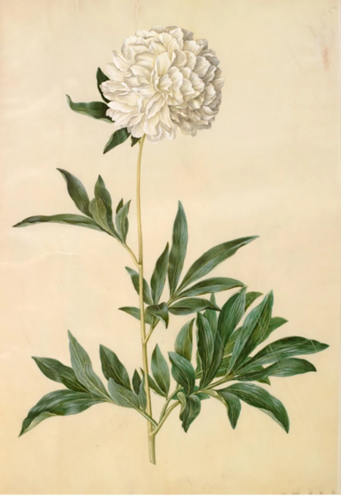 Paeonia lactiflora (silke-pæon)