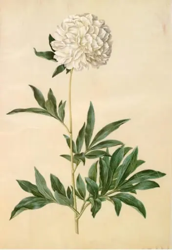 Paeonia lactiflora (silke-pæon)