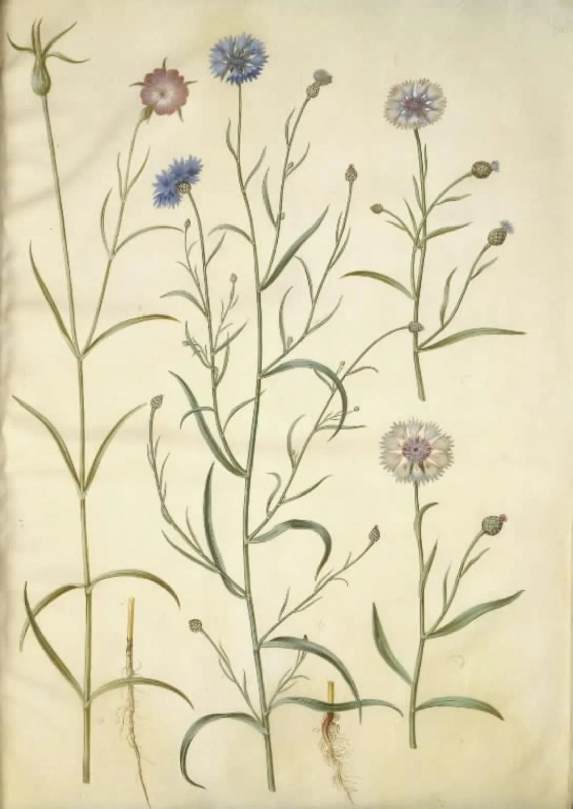 Agrostemma githago (almindelig klinte); Centaurea cyanus (kornblomst), by Unknown, unspecified, 1654