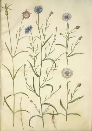Agrostemma githago (almindelig klinte); Centaurea cyanus (kornblomst)