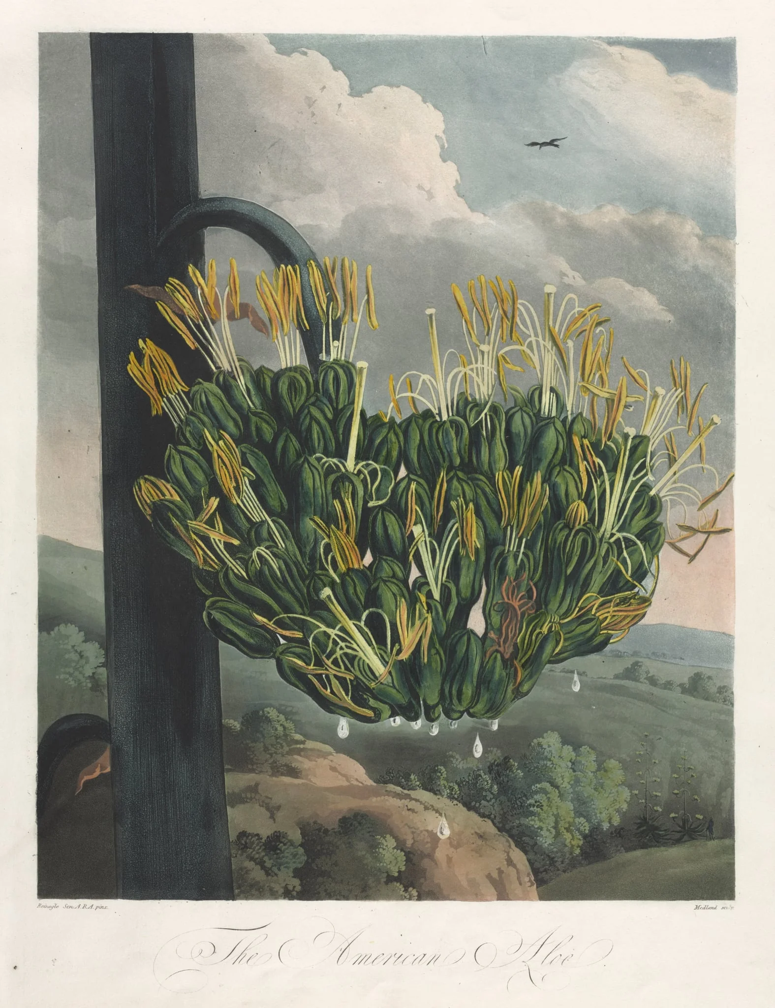 The Temple of Flora, or Garden of Nature:  The American Aloe, by Robert John Thornton, 1807