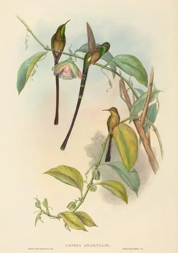 Lesbia Amaryllis
