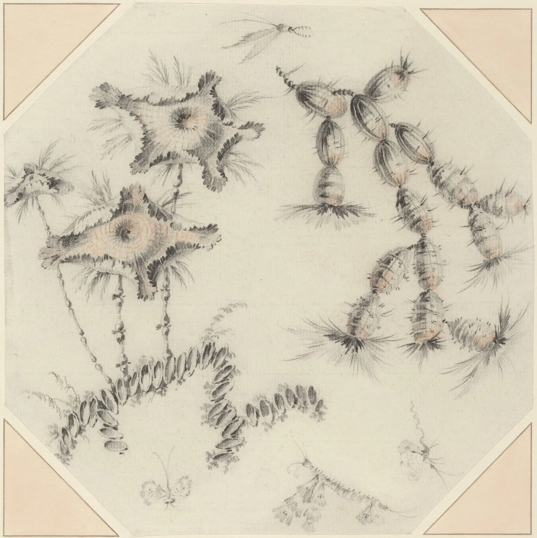 Bamboo Flowers and Cactus, by Jean-Baptiste Pillement, chalk, 1768
