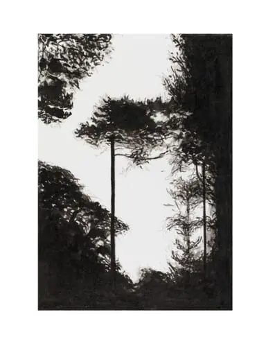 Woodland Series No. 50
