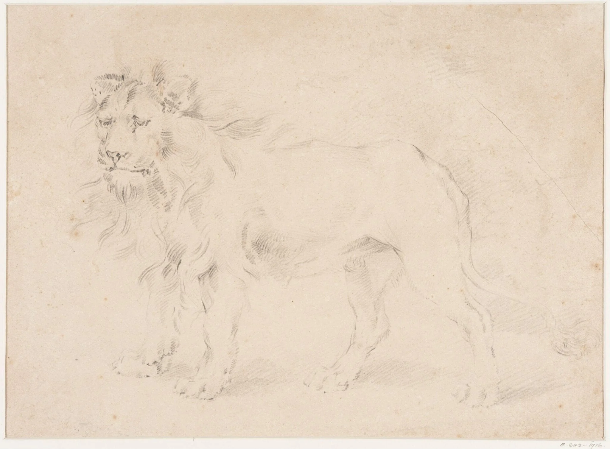 Study of a lion, by Thomas Sidney Cooper, 1850