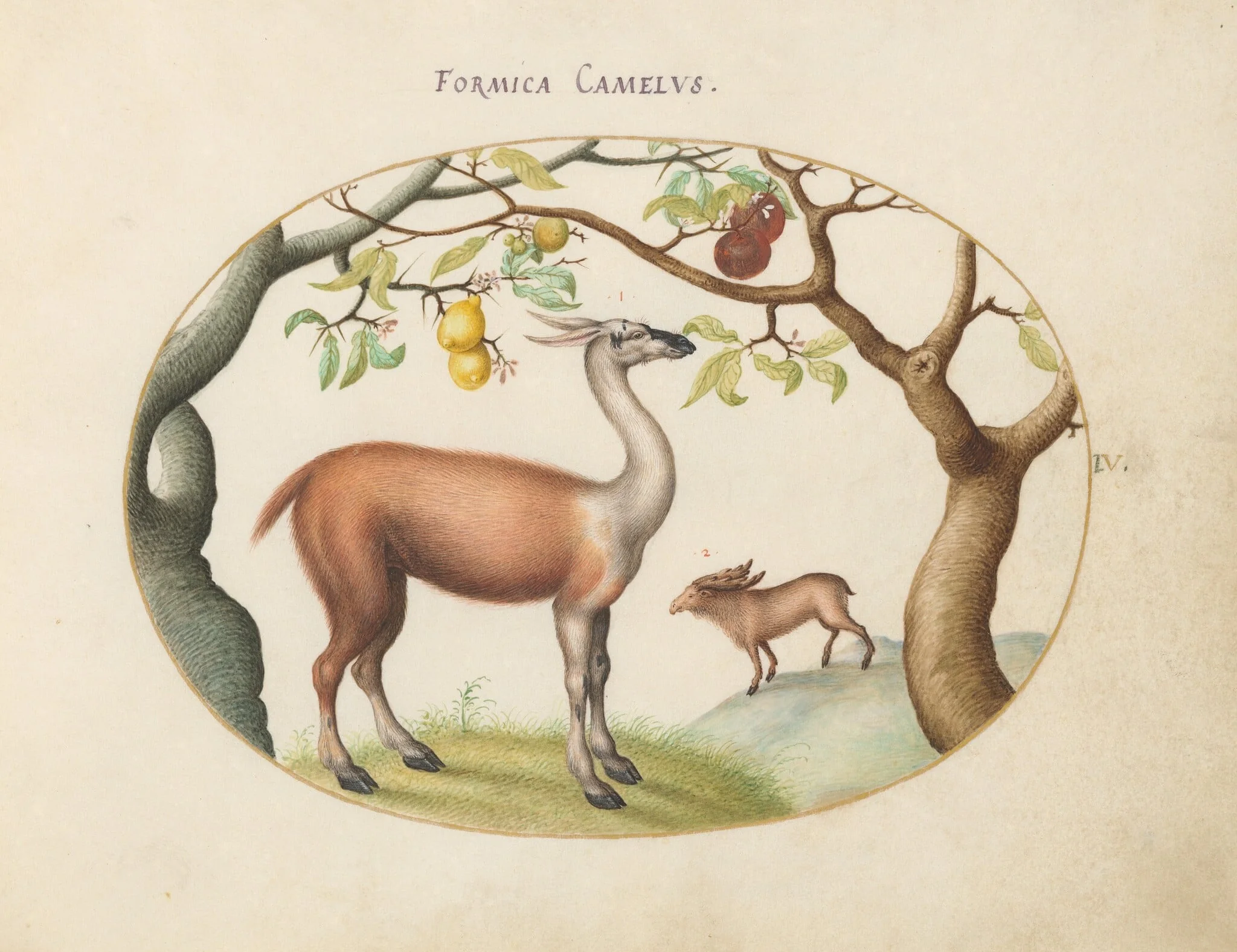 Plate 4: Llama and Moose, by Joris Hoefnagel, gouache, 1594