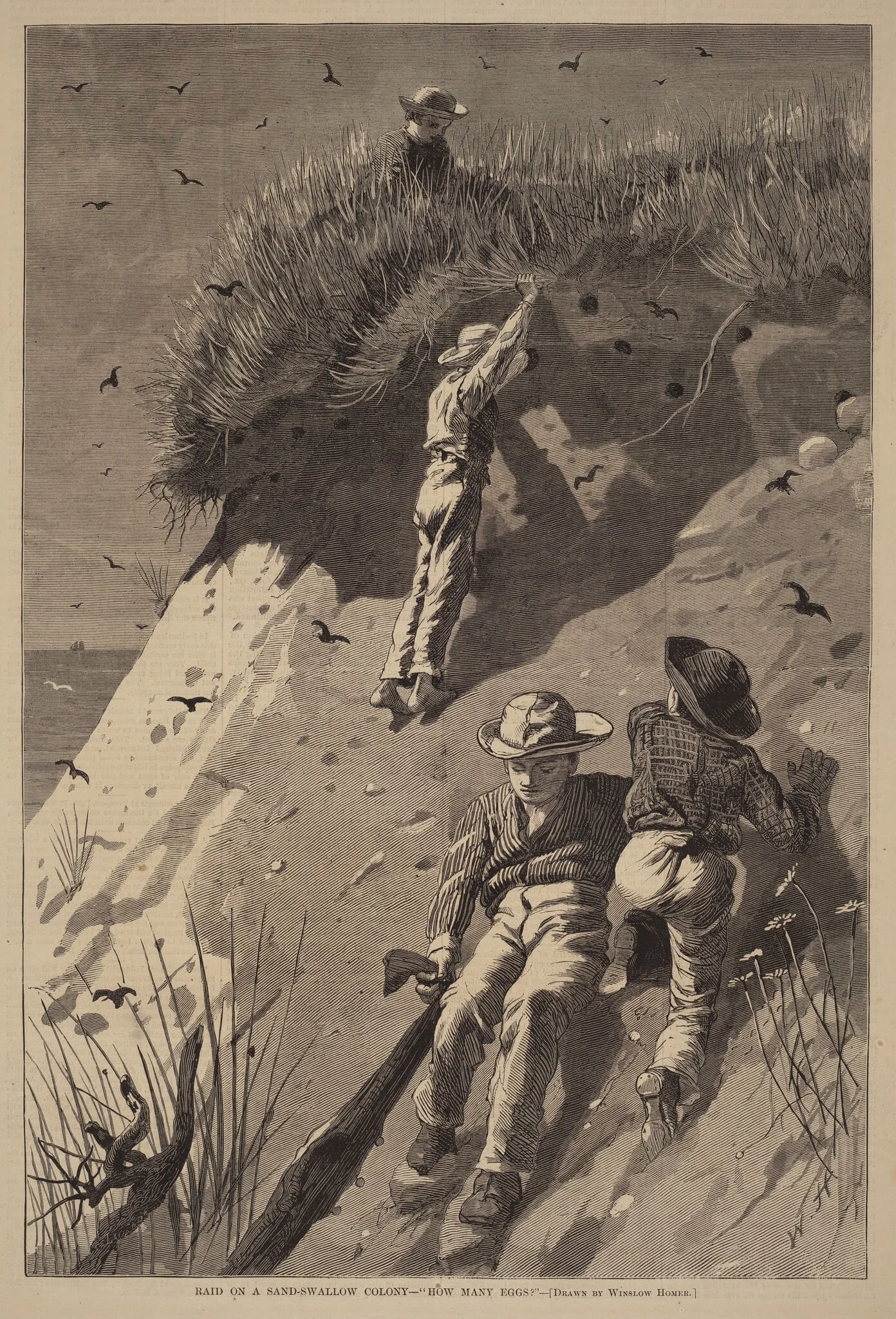 Raid on a Sand-Swallow Colony - "How Many Eggs?", by Lagarde, ink, 1874