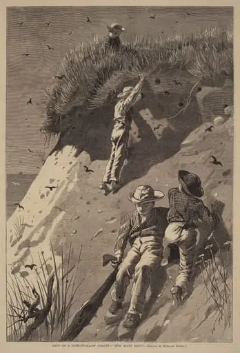 Raid on a Sand-Swallow Colony - "How Many Eggs?"