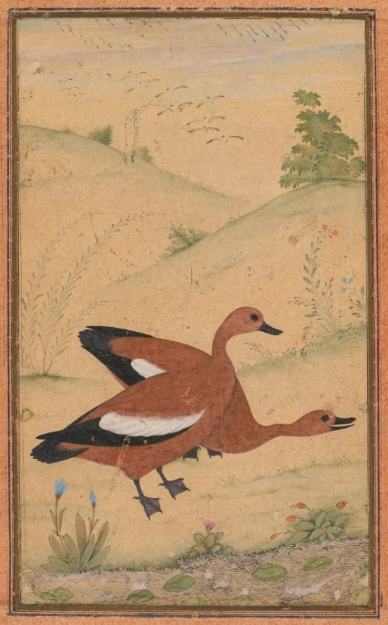 A pair of Brahminy ducks, by Unknown, unspecified, 1804