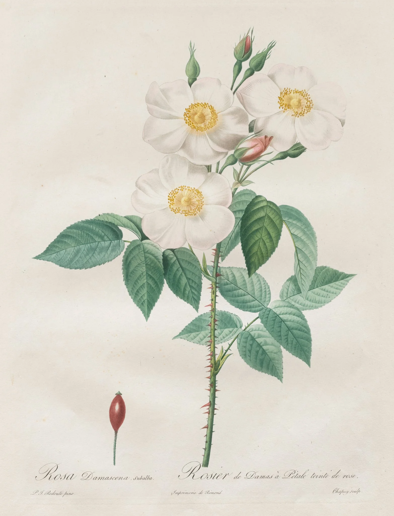 Les Roses:  Rosa Damascena, subalba, by Henry Joseph Redouté, 1820