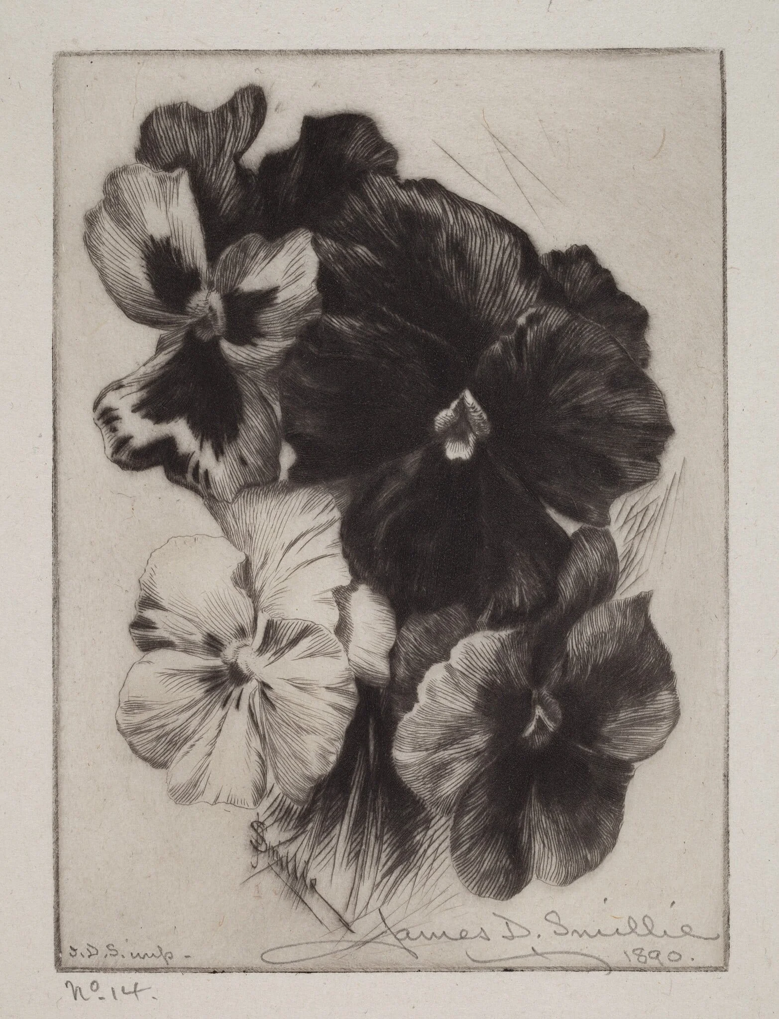 A Bunch of Pansies, by James David Smillie, ink, 1890