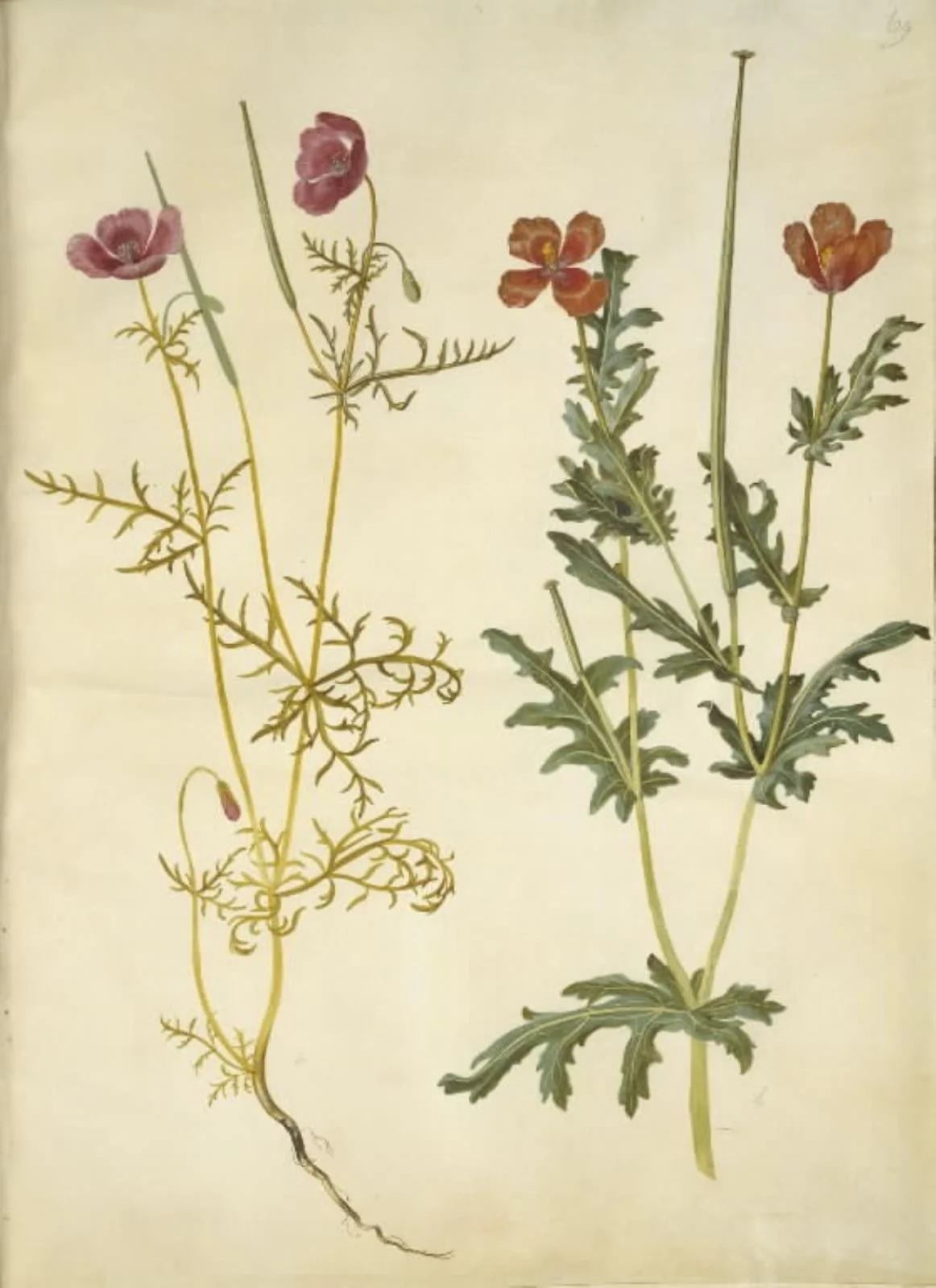 Roemeria hybrida (violet hornvalmue); Glaucium corniculatum (rød hornskulpe)