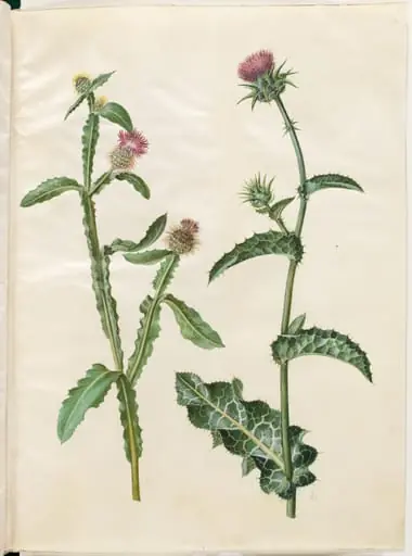 Centaurea seridis; Silybum marianum (almindelig marietidsel)