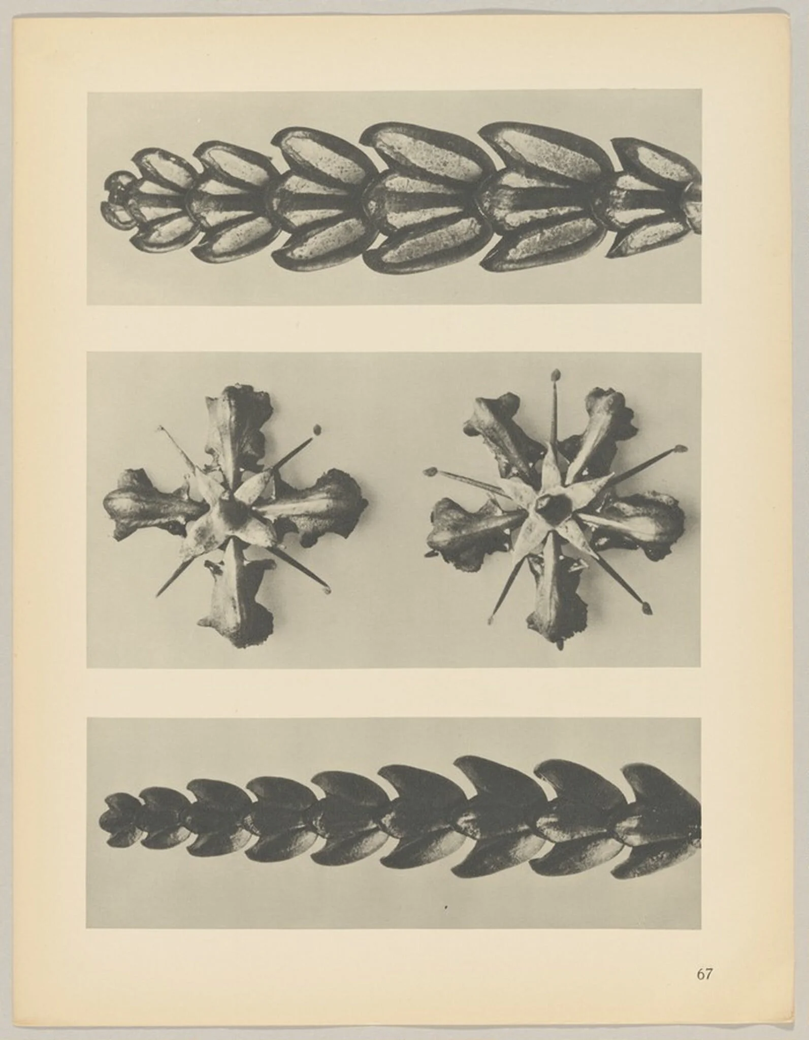a u. c Thujopsis dolabrata; b Ruta graveolens