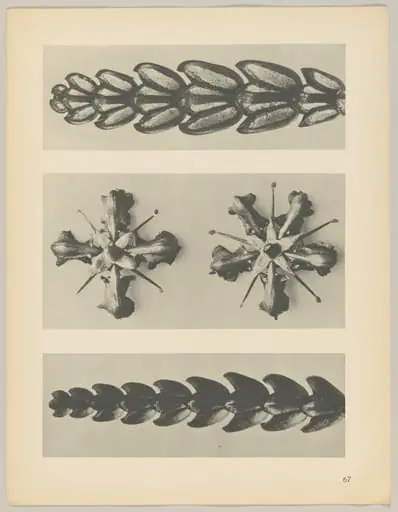 a u. c Thujopsis dolabrata; b Ruta graveolens