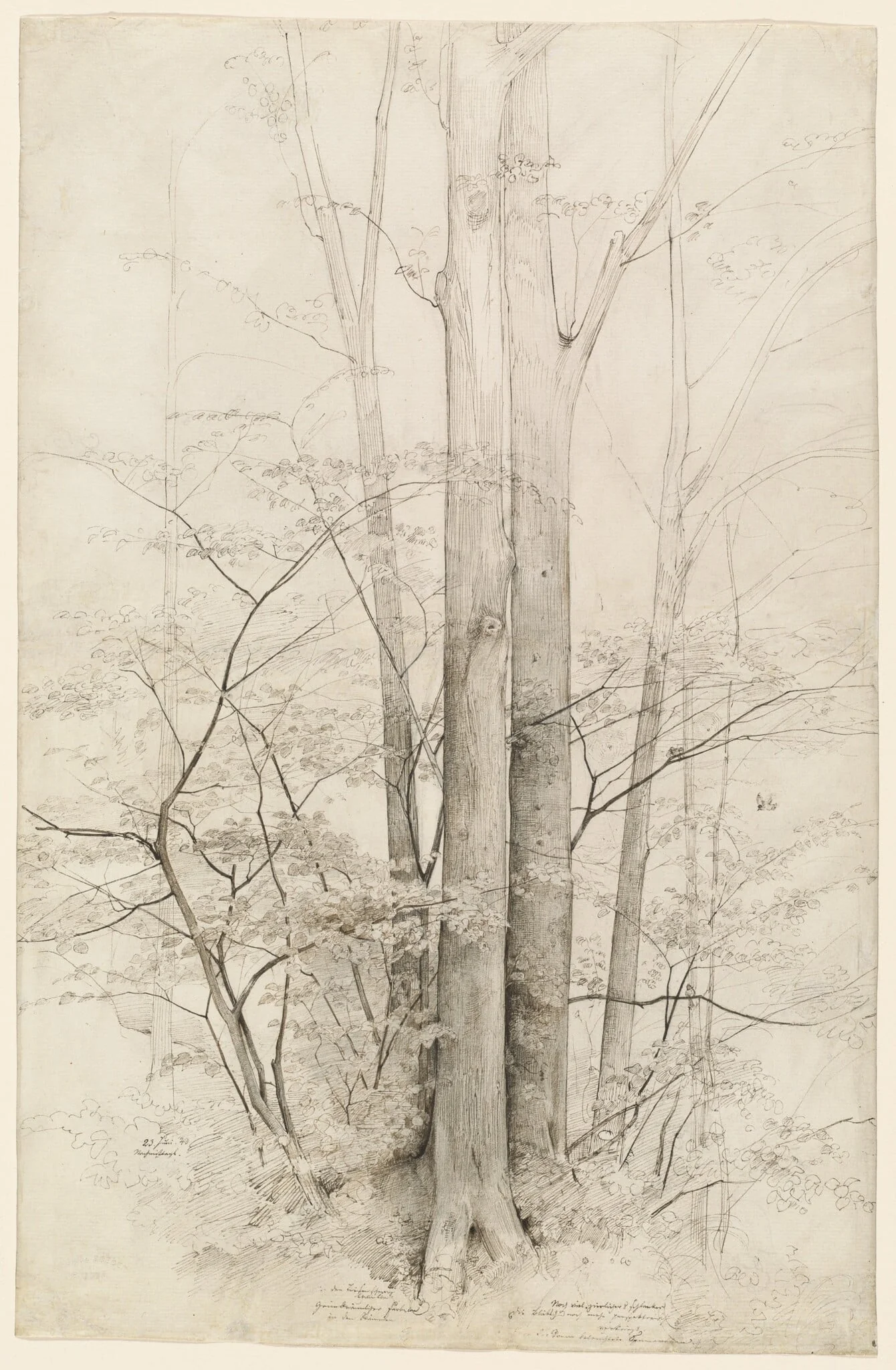 A Stand of Trees