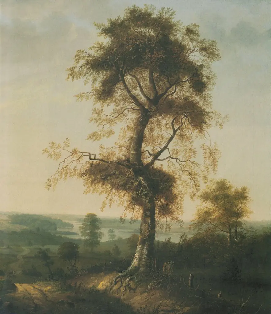 Beech Tree in Autumn