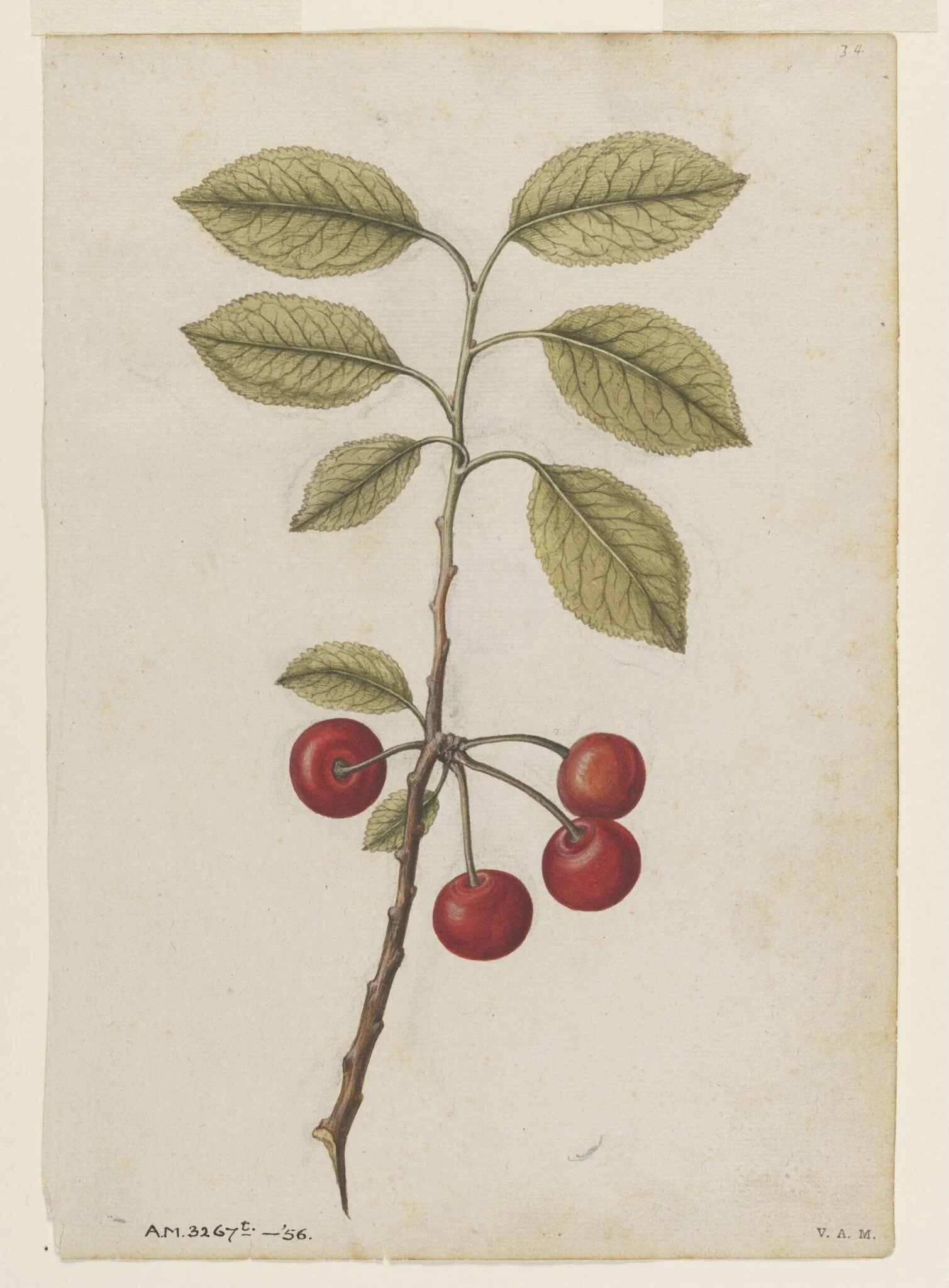 Cherry; Bullace (wild plum)
