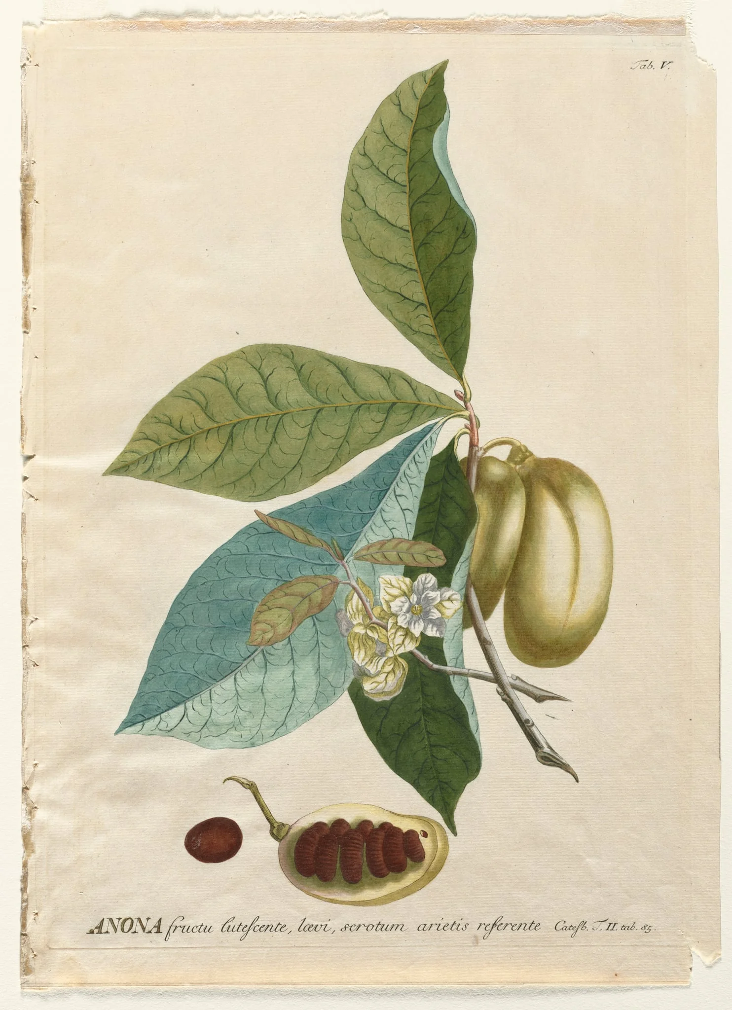Plantae Selectae:  No. 5 - Anona, by Georg Dionysius Ehret, 1762