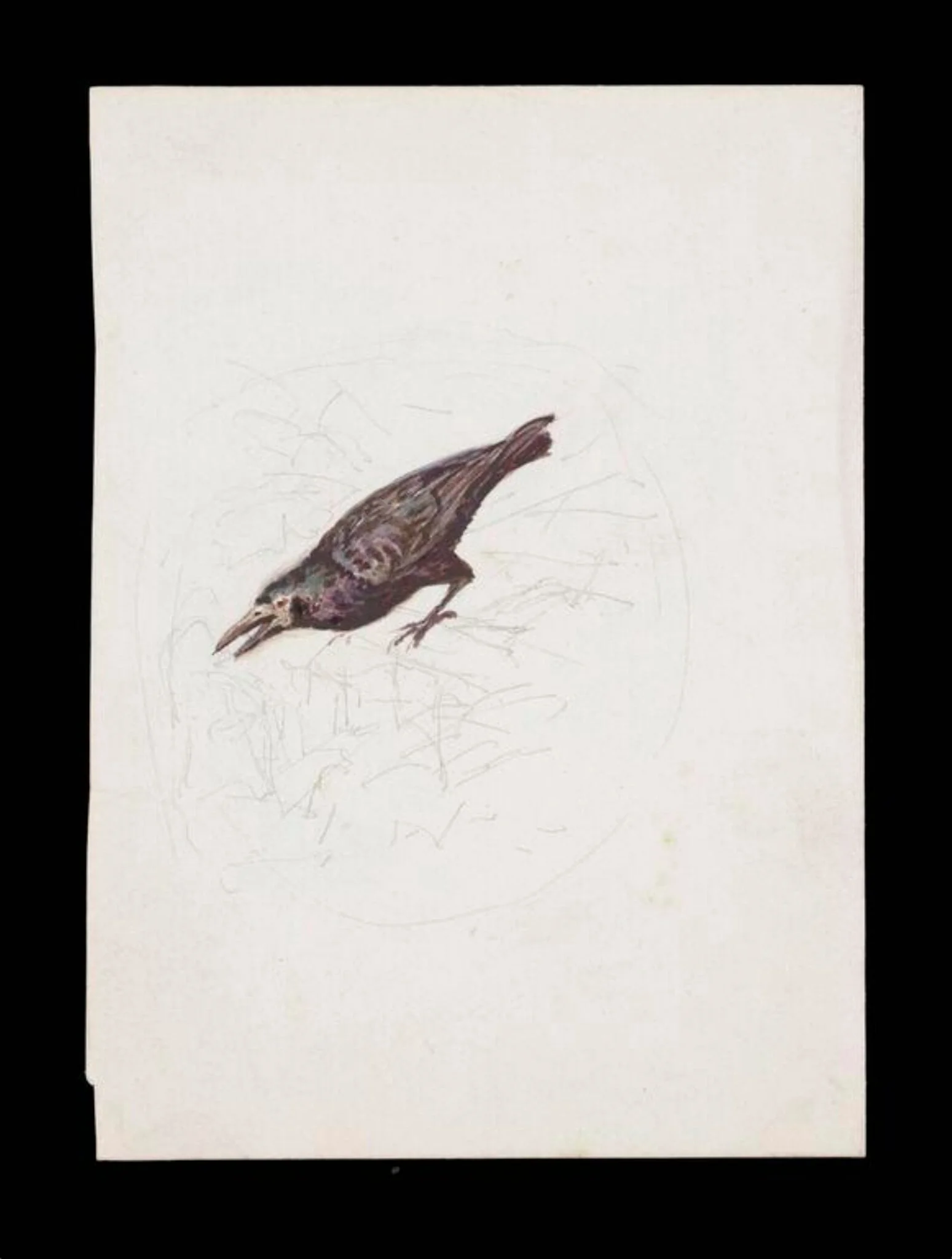 Study of a crow, with a faintly sketched background