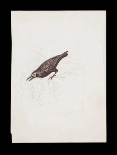 Study of a crow, with a faintly sketched background