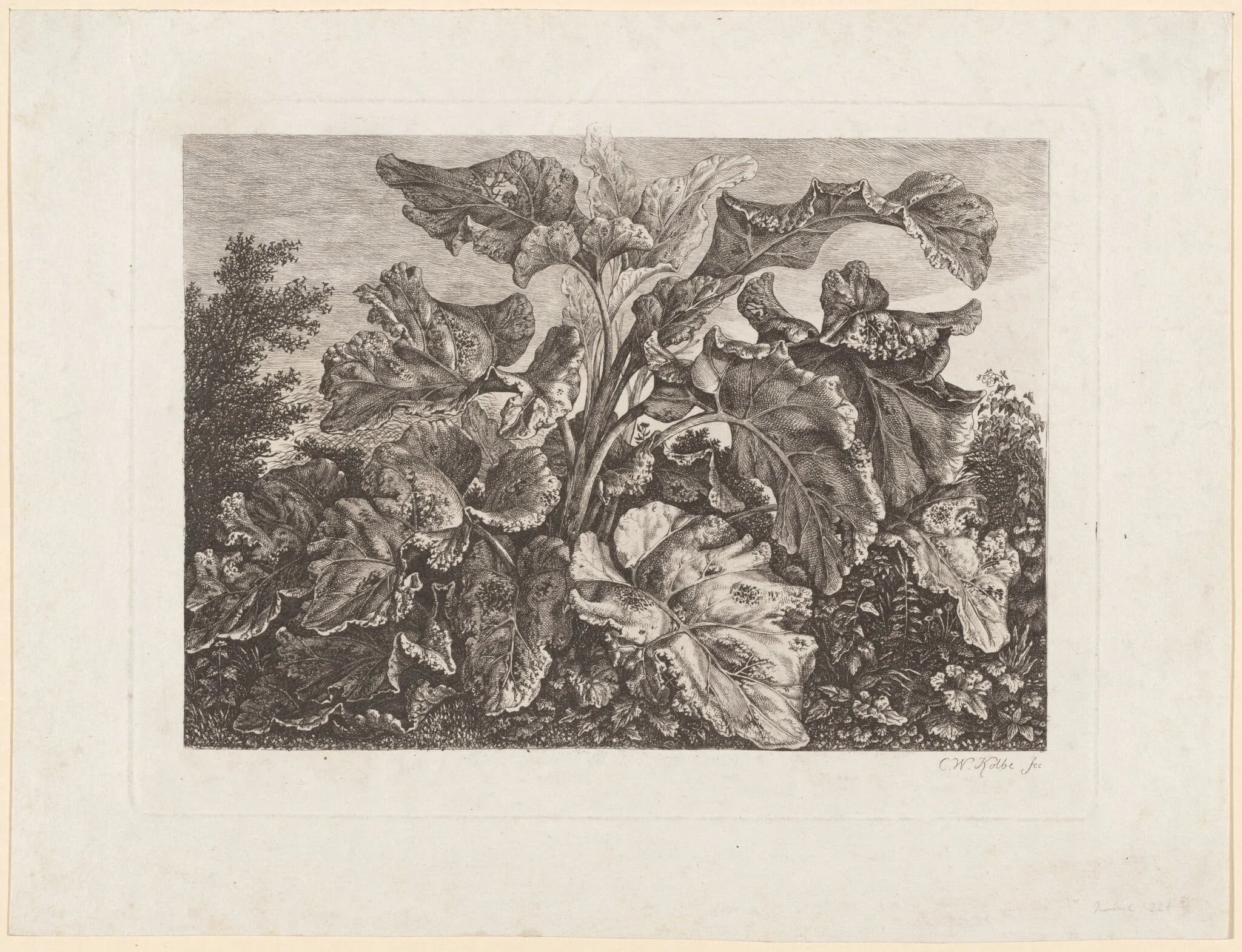 Plant Study with Burdock, by Carl Wilhelm Kolbe, ink, 1820