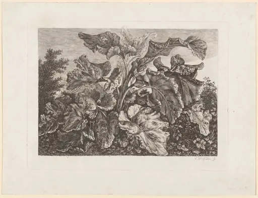 Plant Study with Burdock