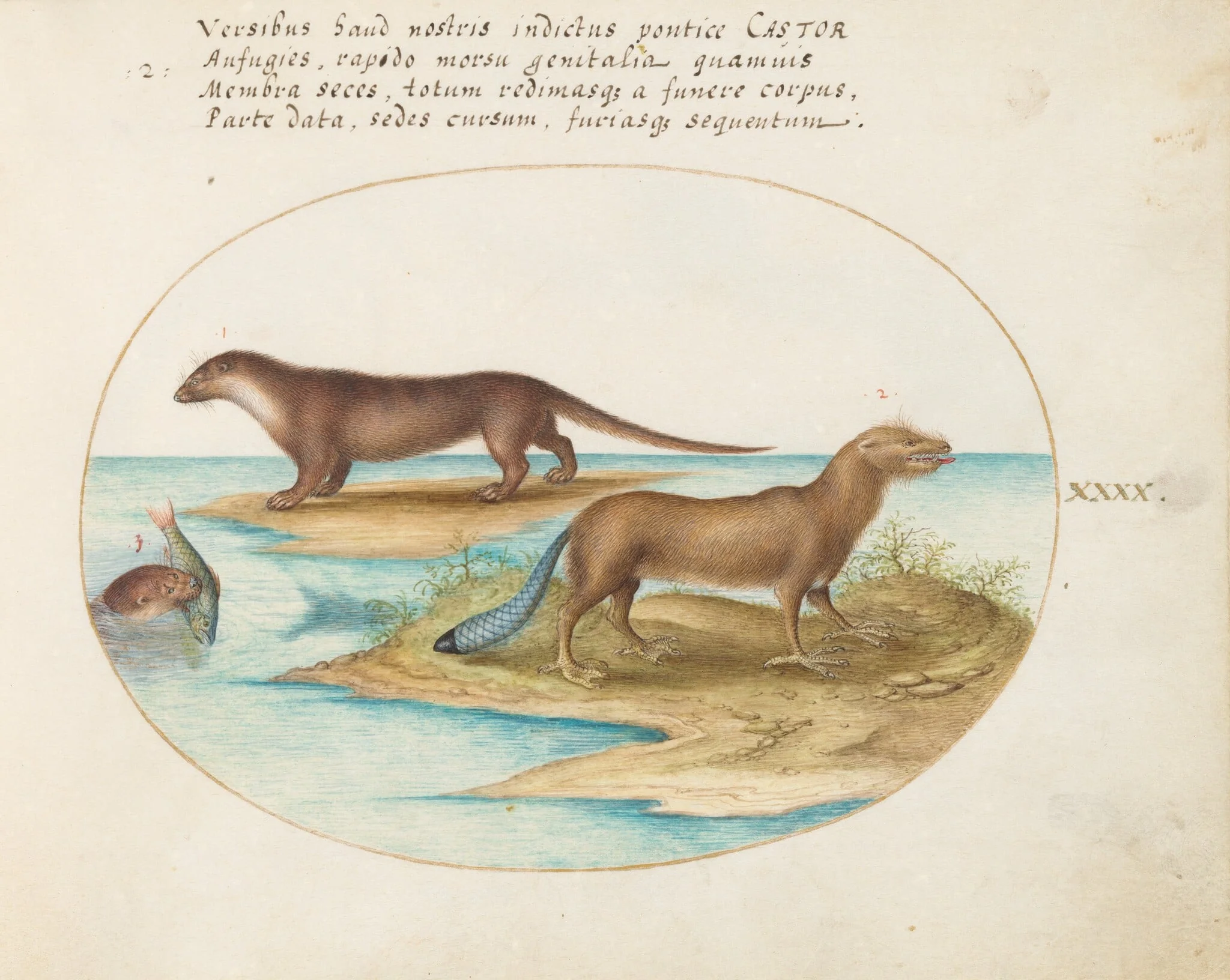 Plate 40: Two Otters and a Beaver, by Joris Hoefnagel, gouache, 1594