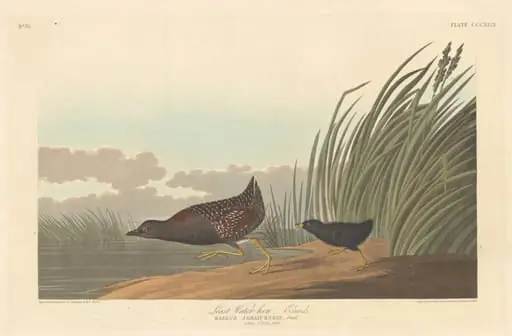 Least Water-hen