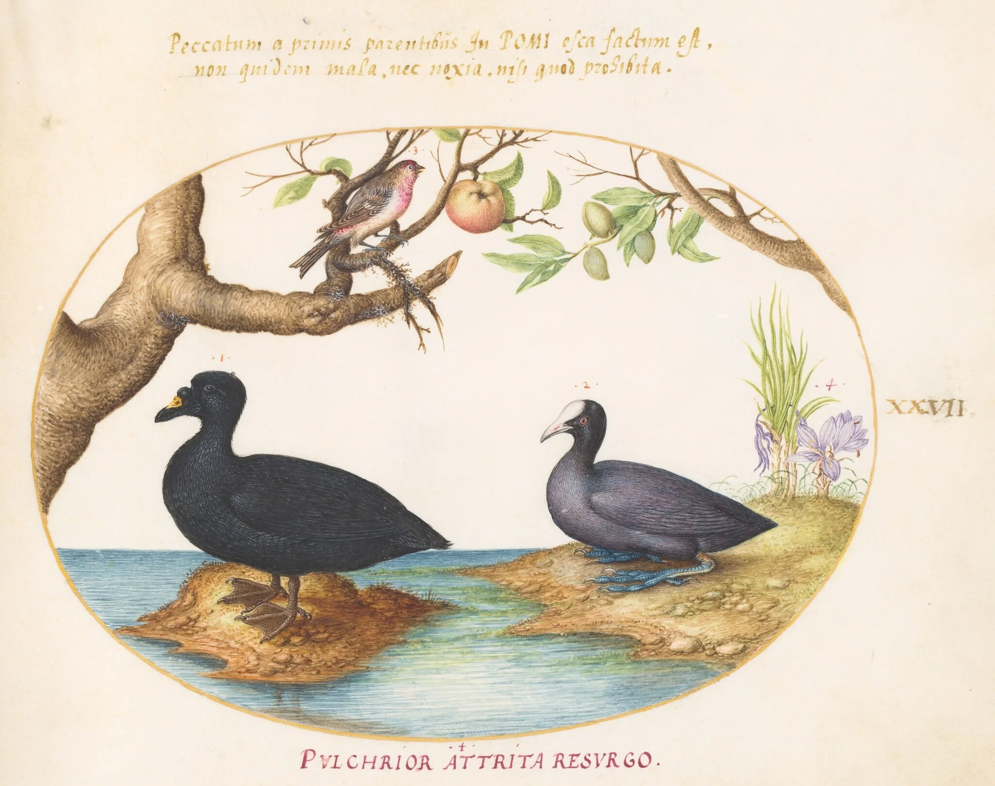 Plate 27: A Common Scoter, a Eurasian Coot, and a Rosefinch(?), by Joris Hoefnagel, gouache, 1594