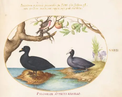 Plate 27: A Common Scoter, a Eurasian Coot, and a Rosefinch(?)