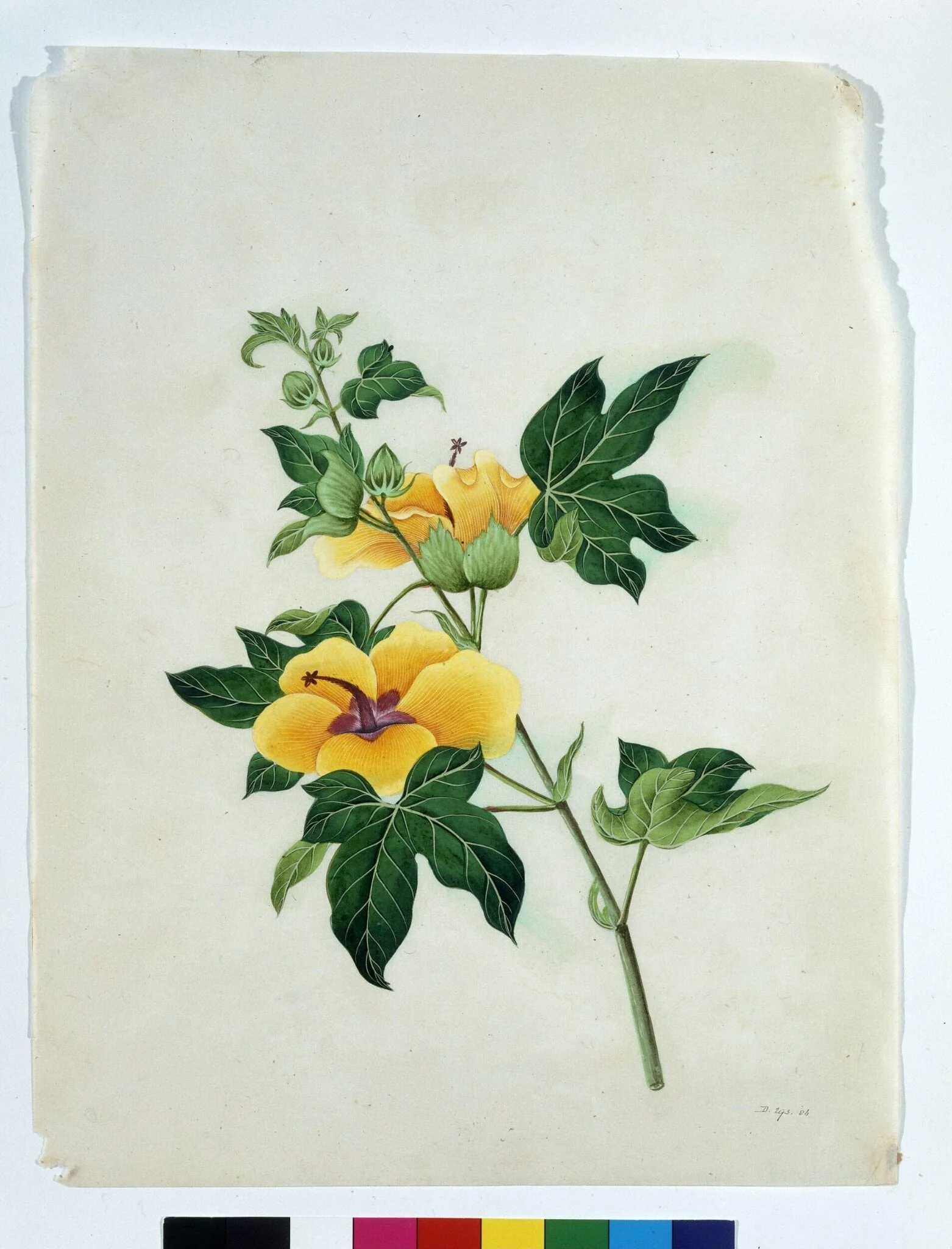 Asiatic Tree Cotton, by Unknown, paint, 1800