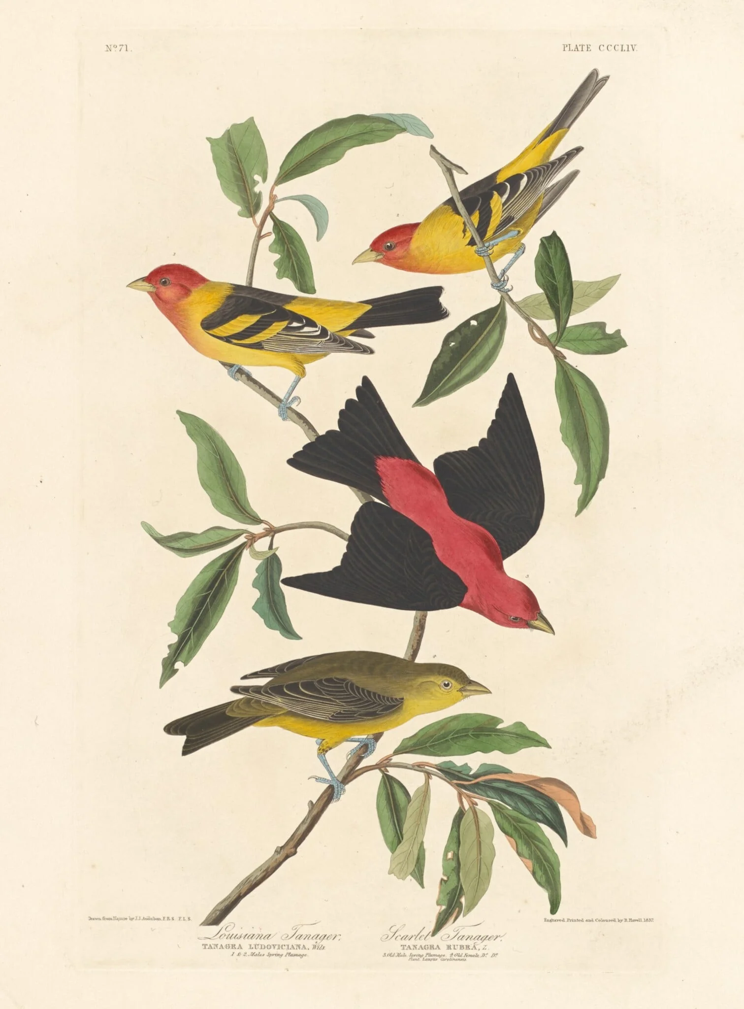 Louisiana Tanager and Scarlet Tanager, by Robert Havell Jr., ink, 1837
