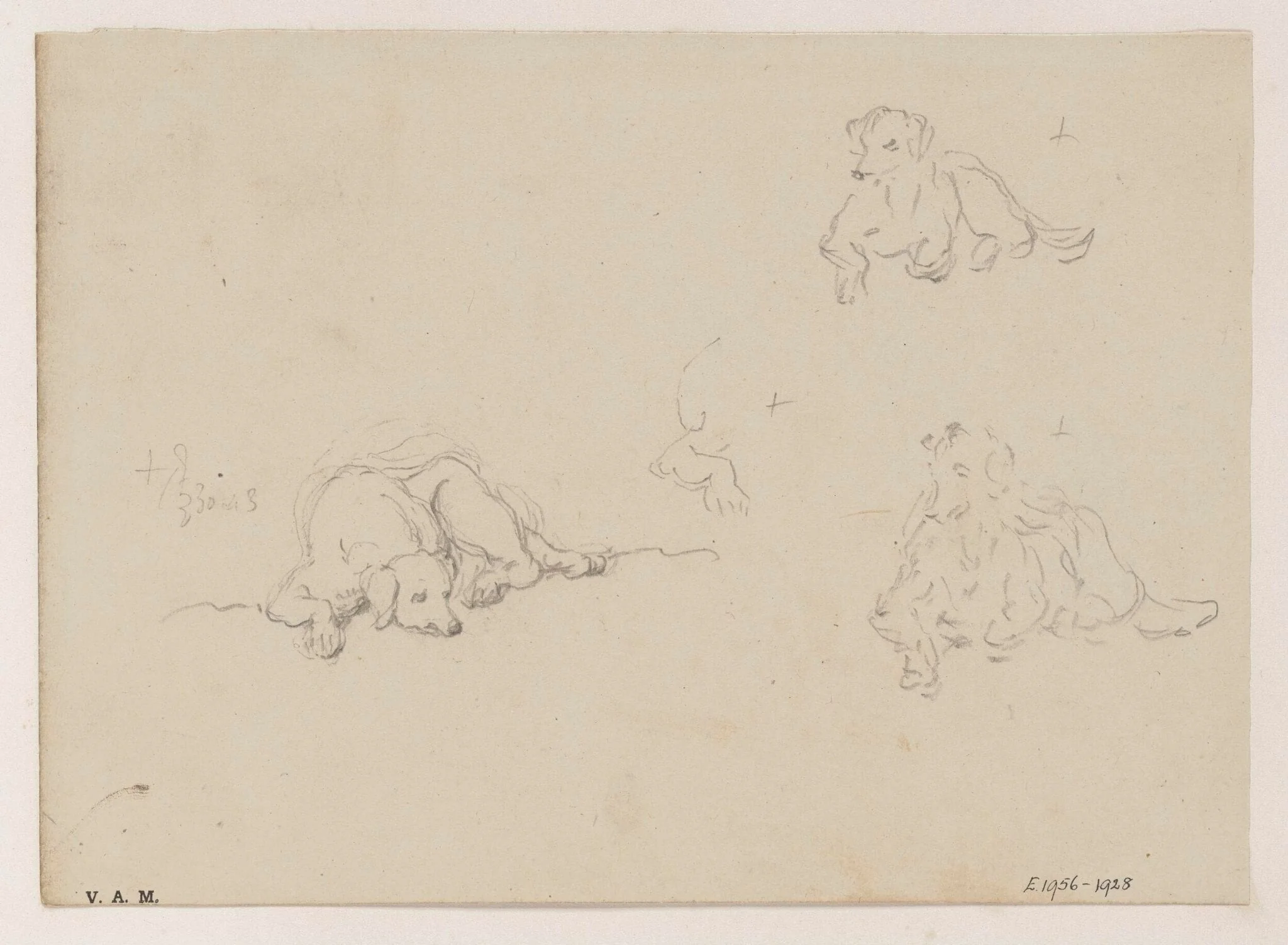Three drawings of a dog