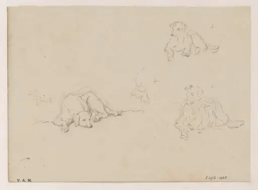 Three drawings of a dog