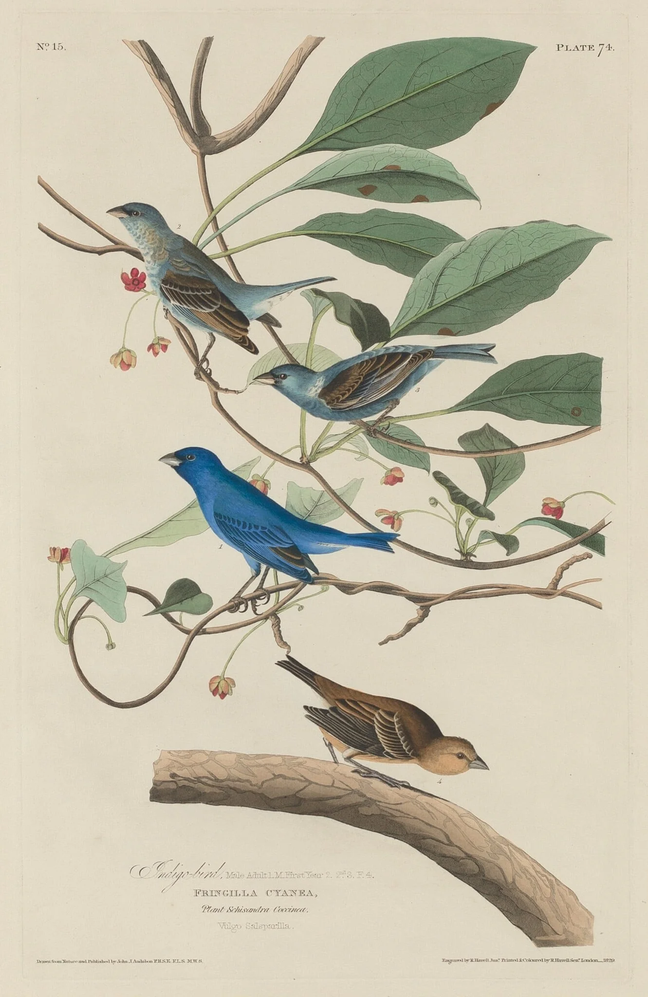 Indigo Bird, by Robert Havell Jr., ink, 1829
