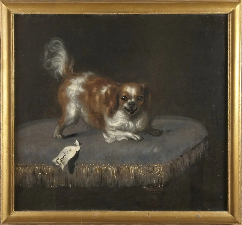 Hunden Courtisane