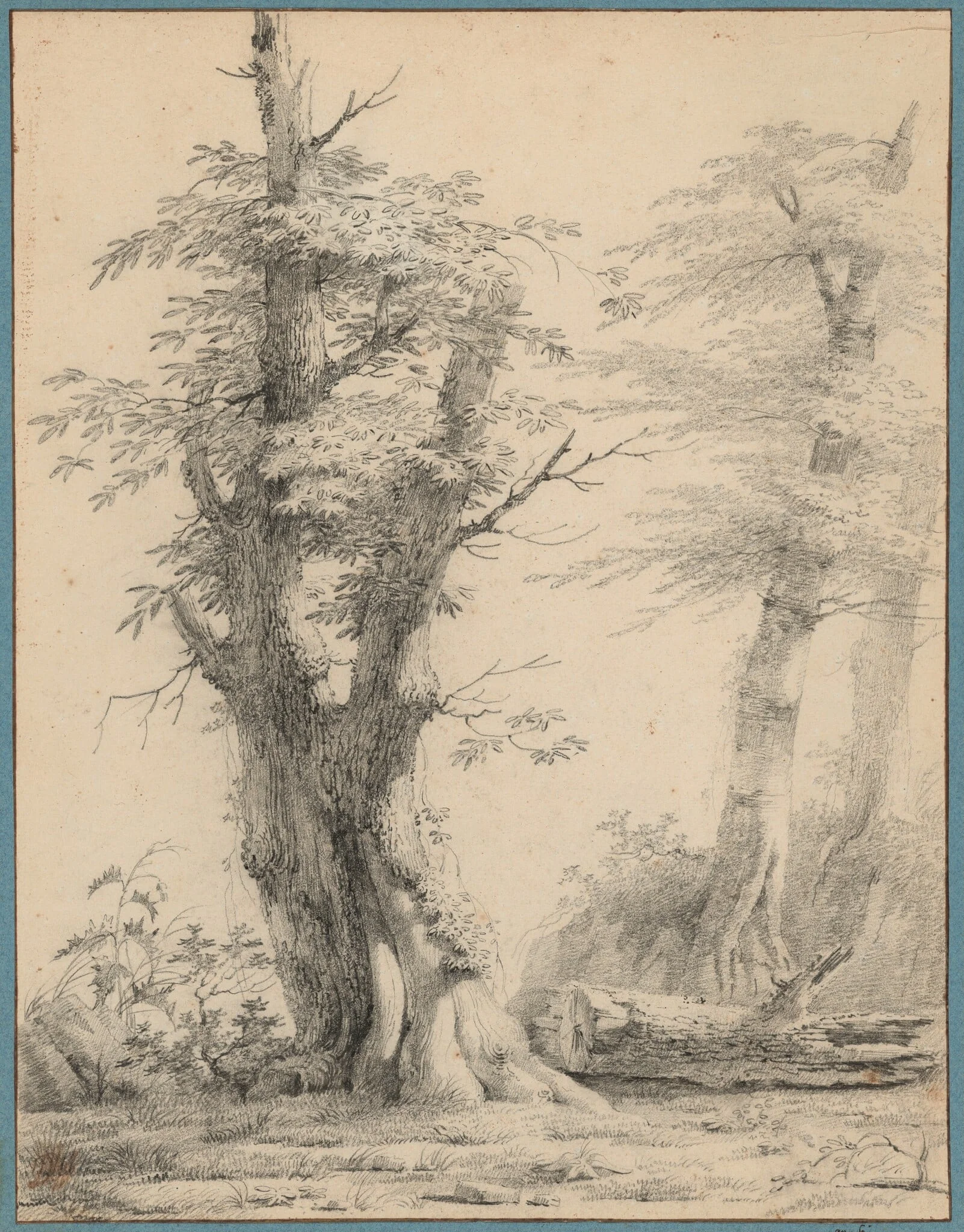 A Stand of Trees, by Pierre-Henri de Valenciennes, chalk, 1798