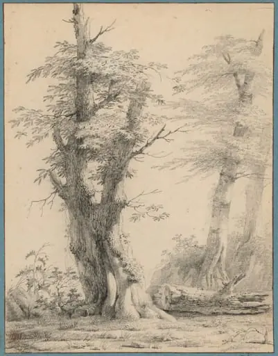 A Stand of Trees