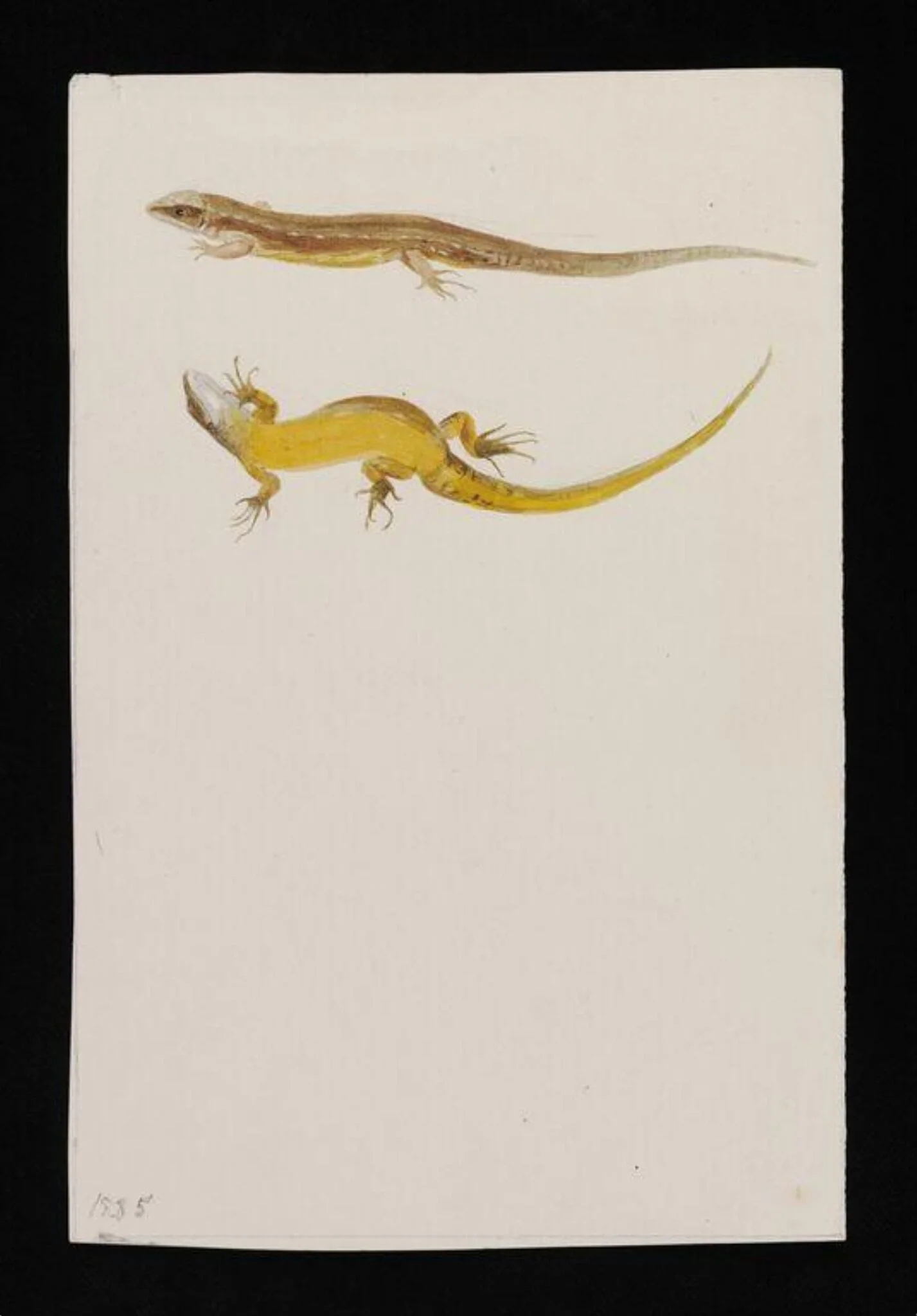 Drawings of common or viviparous lizard, by Beatrix Potter, watercolor, 1885