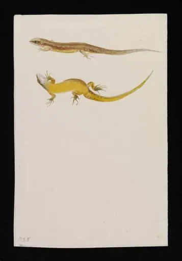 Drawings of common or viviparous lizard