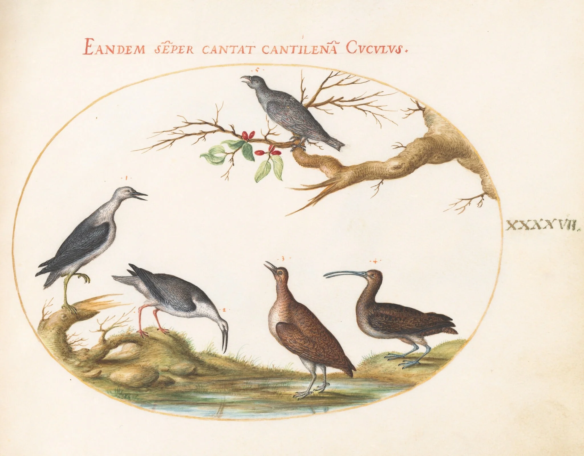 Plate 47: Shore Birds with a Perching Bird, by Joris Hoefnagel, gouache, 1594