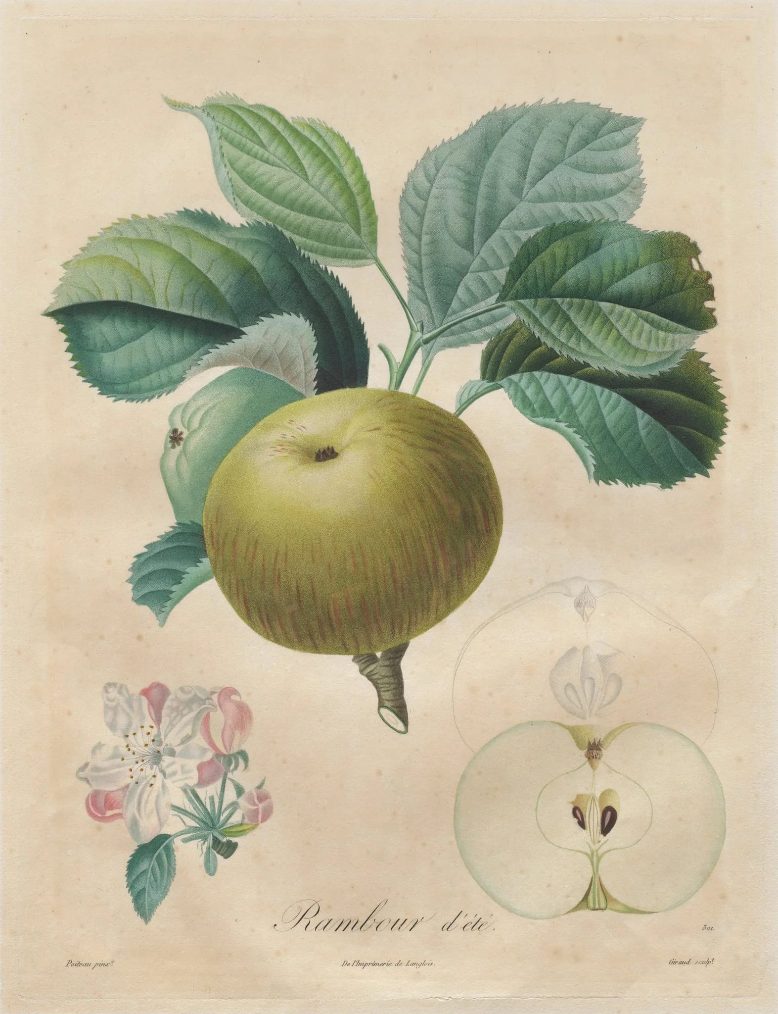 Traité des arbres fruitiers:  Rambour d'été, by Henri Louis Duhamel du Monceau, 1822