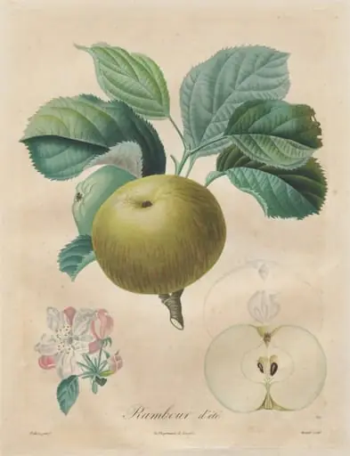 Traité des arbres fruitiers:  Rambour d'été