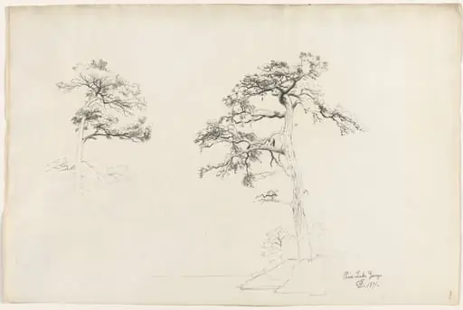 Pine, Lake George