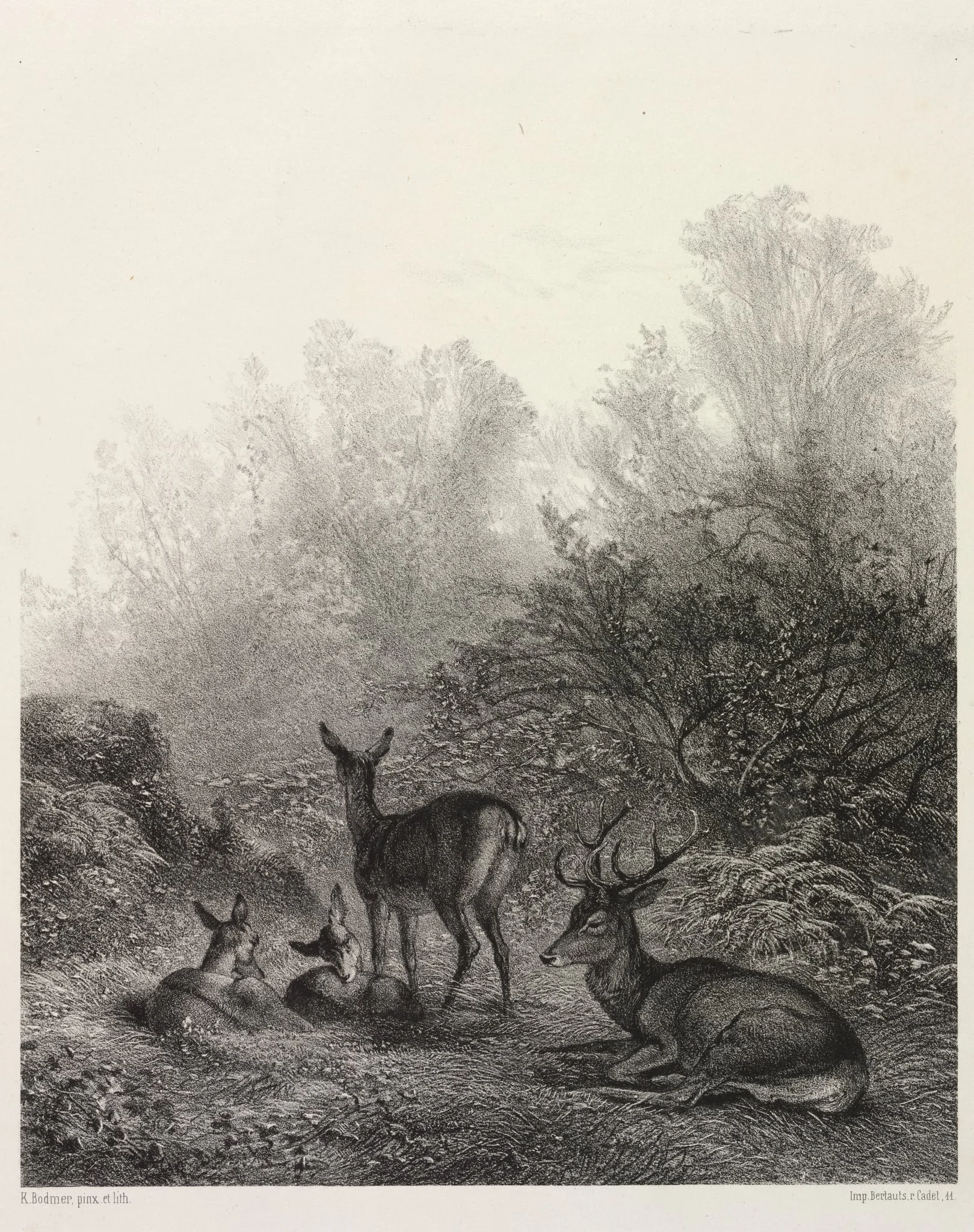 Deer at Rest, by Karl Bodmer, 1860