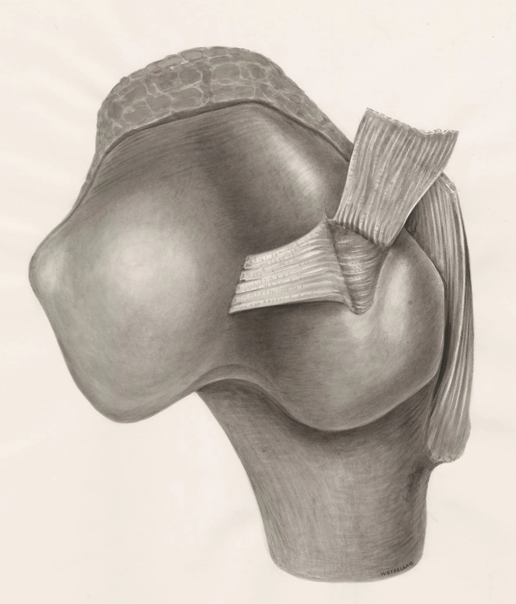 Muscular tissue on a joint