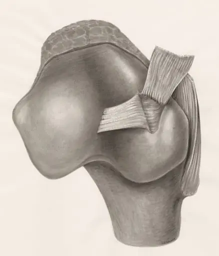 Muscular tissue on a joint