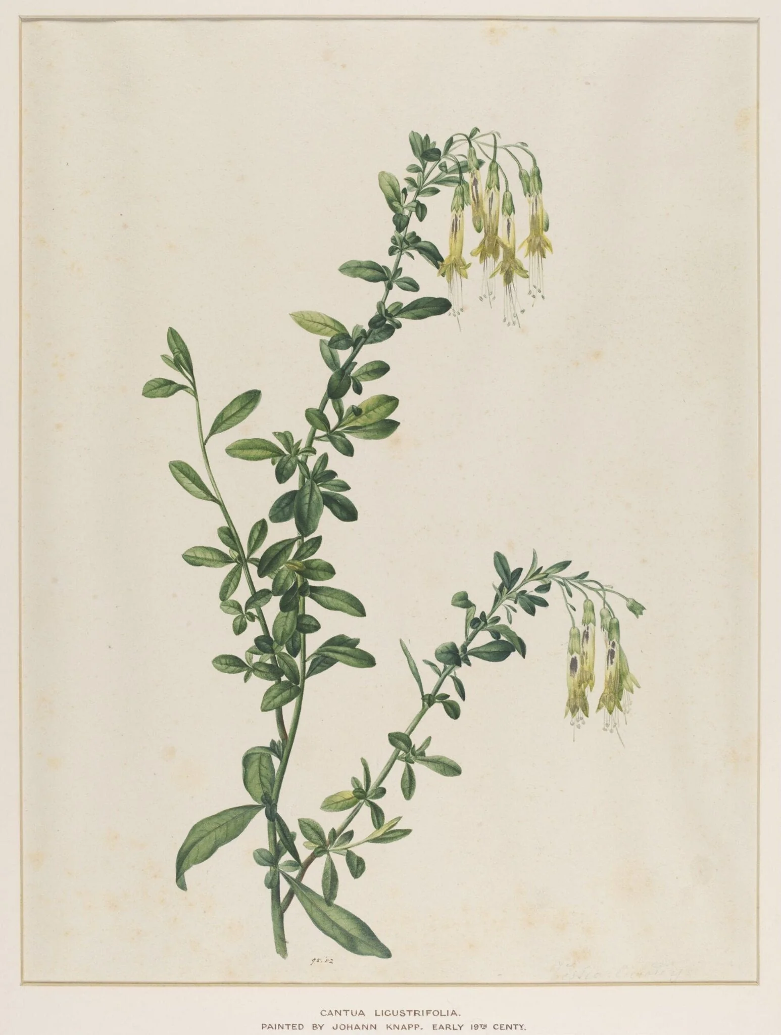 Cantua Ligustrifolia, by Johann Knapp, watercolor, 1850