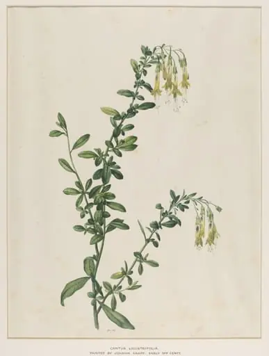 Cantua Ligustrifolia